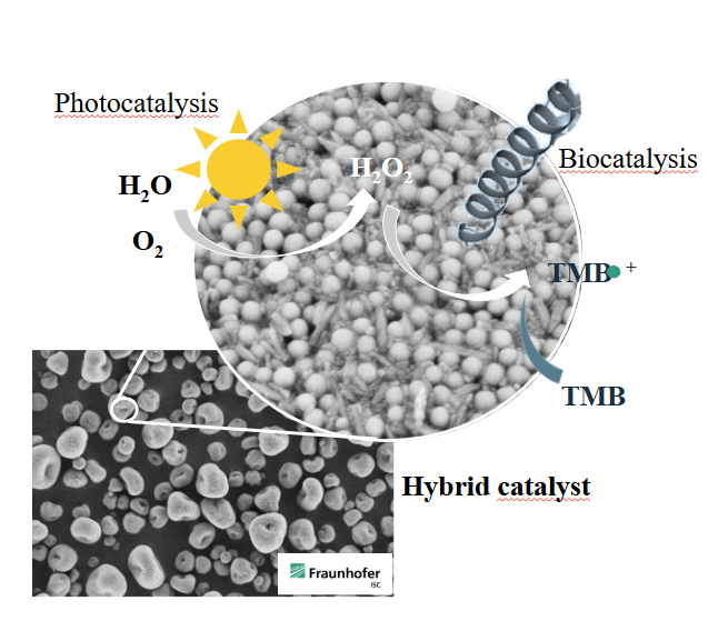 Hybride Partikel Example of a hybrid catalyst particle under a scanning electron microscope view elucidating the principle of a photo-assisted biocatalysis cascade reaction.